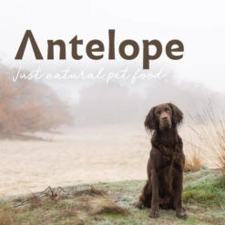 Antelope Fresh Puppy Hundefutter -Hundebedarfs Geschäft antelope fresh puppy hondenvoer 217766 0500 none