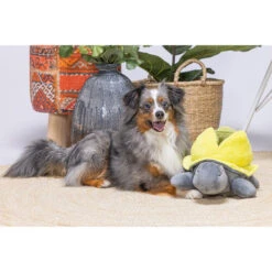 Beeztees Hide And Seek Schildo -Hundebedarfs Geschäft beeztees hide and seek schildo 221787 0500 none