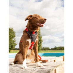 Beeztees Parinca Premium Y-Geschirr -Hundebedarfs Geschäft beeztees parinca premium y tuig 199580 0500 none