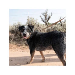 Carhartt Journeyman Leash 8 Carhartt Journeyman Leash -Hundebedarfs Geschäft carhartt journeyman leash 187047 0500 none