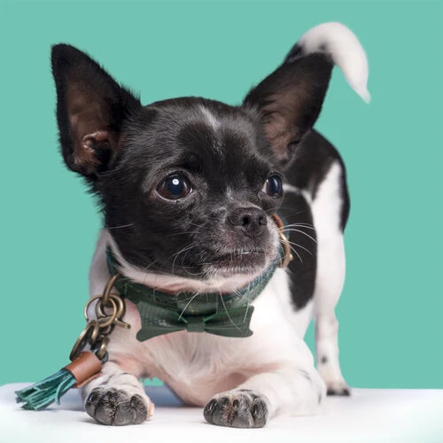 DWAM Halsband Bowie 6 DWAM Halsband Bowie – Bild 4