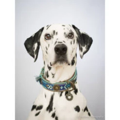 DWAM Halsband Boho Juan -Hundebedarfs Geschäft dwam halsband boho juan 132080 0500 none