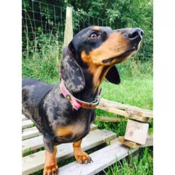 DWAM Halsband Boho Rosa -Hundebedarfs Geschäft dwam halsband boho rosa 132071 0500 none