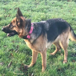 DWAM Halsband Boho Rosa -Hundebedarfs Geschäft dwam halsband boho rosa 133652 0500 none