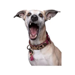 DWAM Halsband Lou Lou 8 DWAM Halsband Lou Lou -Hundebedarfs Geschäft dwam halsband lou lou 182182 0500 none