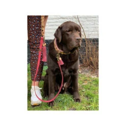 DWAM Halsband Lou Lou 9 DWAM Halsband Lou Lou -Hundebedarfs Geschäft dwam halsband lou lou 182185 0500 none