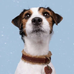 DWAM Halsband Teddy -Hundebedarfs Geschäft dwam halsband teddy 189220 0500 none