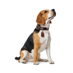 Hunter Halsband Cody 7 Hunter Halsband Cody -Hundebedarfs Geschäft hunter halsband cody 116499 0500 none