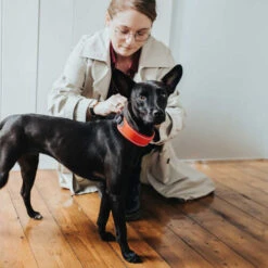 Hunter Halsband Divo -Hundebedarfs Geschäft hunter halsband divo 208013 0500 none