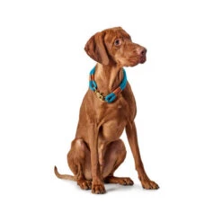 Hunter Halsband Oss -Hundebedarfs Geschäft hunter halsband oss 116343 0500 none