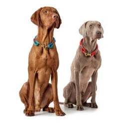 Hunter Halsband Oss -Hundebedarfs Geschäft hunter halsband oss 146099 0500 none