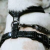 Hurtta Casual Harness -Hundebedarfs Geschäft hurtta casual harness 197201 0500 none