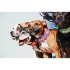 Hurtta Weekend Warrior Halsband 11 Hurtta Weekend Warrior Halsband -Hundebedarfs Geschäft hurtta weekend warrior collar 189084 0500 none