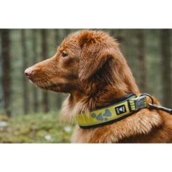 Hurtta Weekend Warrior Halsband 10 Hurtta Weekend Warrior Halsband -Hundebedarfs Geschäft hurtta weekend warrior collar 189090 0500 none