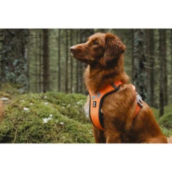 Hurtta Weekend Warrior Geschirr -Hundebedarfs Geschäft hurtta weekend warrior harness 189108 0500 none