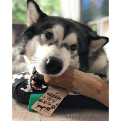 I&I Pet Supplies Kaffeebaum Kauwurzel 10 I&I Pet Supplies Kaffeebaum Kauwurzel -Hundebedarfs Geschäft ii pet supplies koffieboom kauw wortel 129623 0500 none