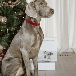 Kentucky Dogwear Corduroy Hundehalsband -Hundebedarfs Geschäft kentucky dogwear corduroy hondenhalsband 219201 0500 none