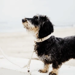 Kentucky Dogwear Hundehalsband Wool 27 Kentucky Dogwear Hundehalsband Wool -Hundebedarfs Geschäft kentucky dogwear hondenhalsband wool 219704 0500 none