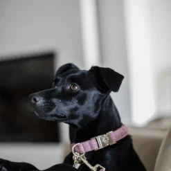 Kentucky Dogwear Hundehalsband Wool 21 Kentucky Dogwear Hundehalsband Wool -Hundebedarfs Geschäft kentucky dogwear hondenhalsband wool 219710 0500 none