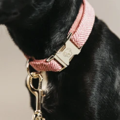 Kentucky Dogwear Hundehalsband Wool 28 Kentucky Dogwear Hundehalsband Wool -Hundebedarfs Geschäft kentucky dogwear hondenhalsband wool 219711 0500 none