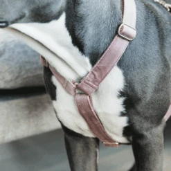 Kentucky Dogwear Hundegeschirr Velvet Loop -Hundebedarfs Geschäft kentucky dogwear hondenharnas velvet loop 219284 0500 none