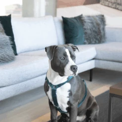 Kentucky Dogwear Hundegeschirr Velvet Loop -Hundebedarfs Geschäft kentucky dogwear hondenharnas velvet loop 219293 0500 none