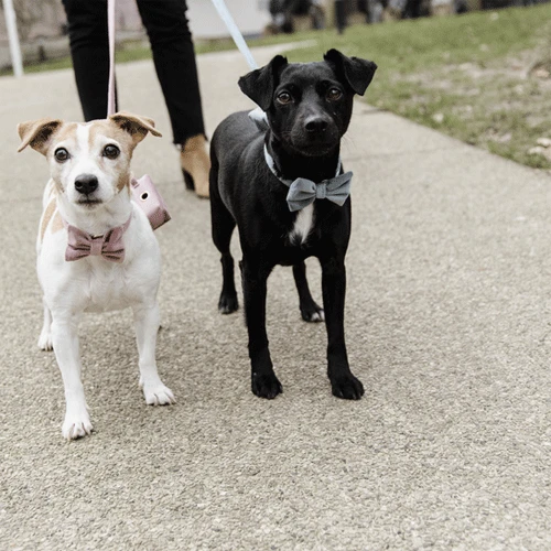 Kentucky Dogwear Fliege Samt 4 Kentucky Dogwear Fliege Samt – Bild 3