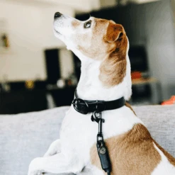 Kentucky Dogwear Soft Rubber Hundehalsband 9 Kentucky Dogwear Soft Rubber Hundehalsband -Hundebedarfs Geschäft kentucky dogwear soft rubber hondenhalsband 219264 0500 none