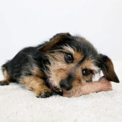 KONG ChewStix Ultra Stick 11 KONG ChewStix Ultra Stick -Hundebedarfs Geschäft kong chewstix ultra stick 180856 0500 none