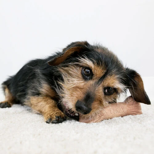 KONG ChewStix Ultra Stick 7 KONG ChewStix Ultra Stick – Bild 5