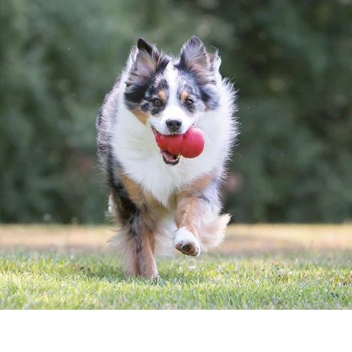 KONG Classic 4 KONG Classic – Bild 2