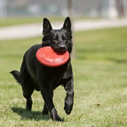 KONG Flyer Frisbee -Hundebedarfs Geschäft kong flyer frisbee 163063 0500 none