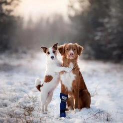 Medical Pet Shirt Boot -Hundebedarfs Geschäft medical pets boot 167509 0500 none