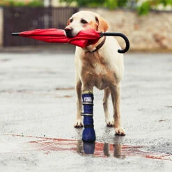 Medical Pet Shirt Boot -Hundebedarfs Geschäft medical pets boot 167512 0500 none