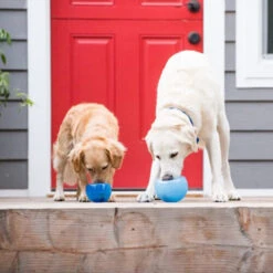 Planet Dog Orbee-Tuff Lil’ Snoop Toy -Hundebedarfs Geschäft orbee tuff lil snoop toy 203408 0500 none