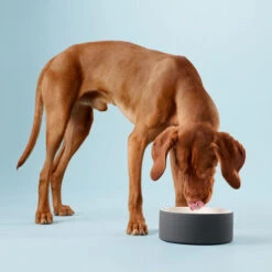 PAIKKA Cool Bowl -Hundebedarfs Geschäft paikka cool bowl 217839 0500 none