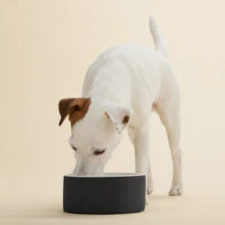 PAIKKA Cool Bowl -Hundebedarfs Geschäft paikka cool bowl 217840 0500 none