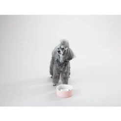 PAIKKA Slow Feed Bowl 13 PAIKKA Slow Feed Bowl -Hundebedarfs Geschäft paikka slow feed bowl 217878 0500 none