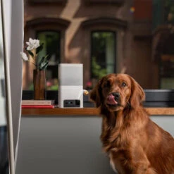 Petcube Bites 2 Lite 8 Petcube Bites 2 Lite -Hundebedarfs Geschäft petcube bites 2 lite 221205 0500 none