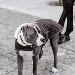 Kentucky Hundemantel Original -Hundebedarfs Geschäft prod 15745 218998 0500 none