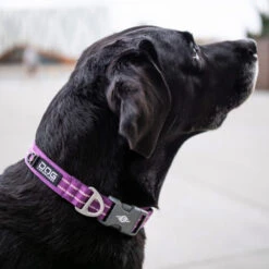 DOG Copenhagen Urban Style Halsband -Hundebedarfs Geschäft prod 15937 220286 0500 none