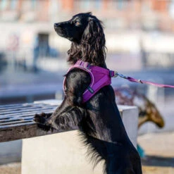 DOG Copenhagen Comfort Walk Go Geschirr -Hundebedarfs Geschäft prod 15940 220325 0500 none