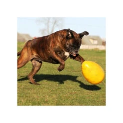 Jolly Egg -Hundebedarfs Geschäft product jolly egg none 4 1496839893 86965