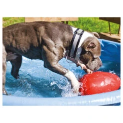 Jolly Egg -Hundebedarfs Geschäft product jolly egg none 4 1496839894 86968