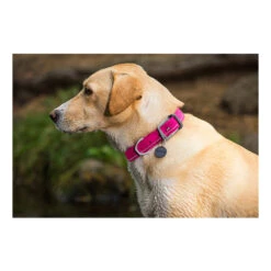 Ruffwear Headwater Collar -Hundebedarfs Geschäft product ruffwear headwater collar none 4 1487775433 83755