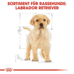 Royal Canin Labrador Retriever Puppy - Hundefutter -Hundebedarfs Geschäft royal canin labrador retriever puppy hondenvoer 139438 0500 none