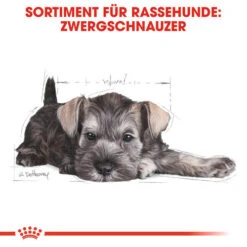 Royal Canin Mini Schnauzer Puppy - Hundefutter -Hundebedarfs Geschäft royal canin mini schnauzer puppy hondenvoer 140182 0500 none