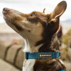 Ruffwear Hi & Light Halsband -Hundebedarfs Geschäft ruffwear hi light collar 194264 0500 none