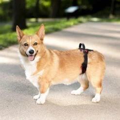 PetSafe Carelift - Tragesystem / Tragegeschirr Für Hunde 19 PetSafe Carelift - Tragesystem / Tragegeschirr Für Hunde -Hundebedarfs Geschäft solvit carelift draagsysteem voor de hond 163711 0500 none