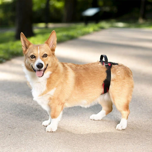 PetSafe Carelift - Tragesystem / Tragegeschirr Für Hunde 11 PetSafe Carelift - Tragesystem / Tragegeschirr Für Hunde – Bild 9